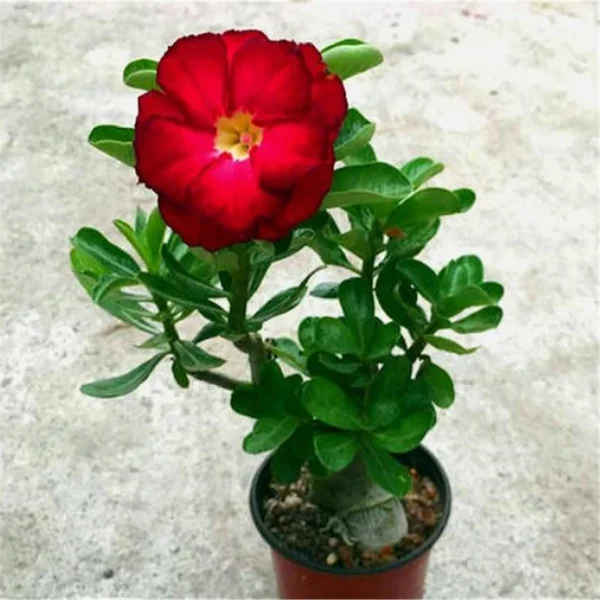 Home Garden Desert Rose Flowers Bonsai Plants New Year Home Sticker Succulent Decoration