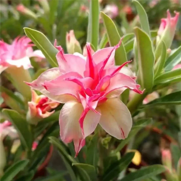 Home Garden Desert Rose Flowers Bonsai Plants New Year Home Sticker Succulent Decoration