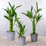 New 40cm rFtificial Lucky Bamboo Succulent Fake Plant Flower Green Potted Garden Outdoor Dining Table Fish Tank Home Decoration