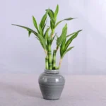 New 40cm rFtificial Lucky Bamboo Succulent Fake Plant Flower Green Potted Garden Outdoor Dining Table Fish Tank Home Decoration