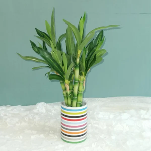 New 40cm rFtificial Lucky Bamboo Succulent Fake Plant Flower Green Potted Garden Outdoor Dining Table Fish Tank Home Decoration